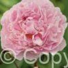 Paeonia Sarah Bernhardt