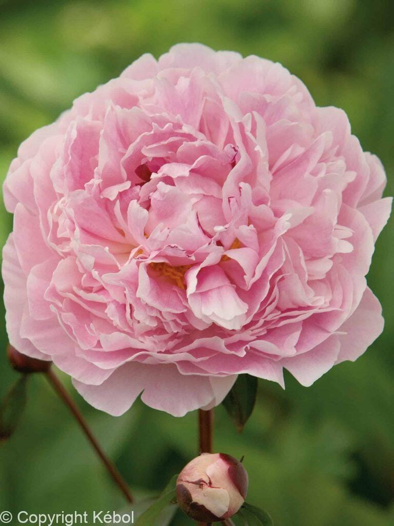 Paeonia Sarah Bernhardt