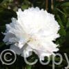 Paeonia Shirley Temple