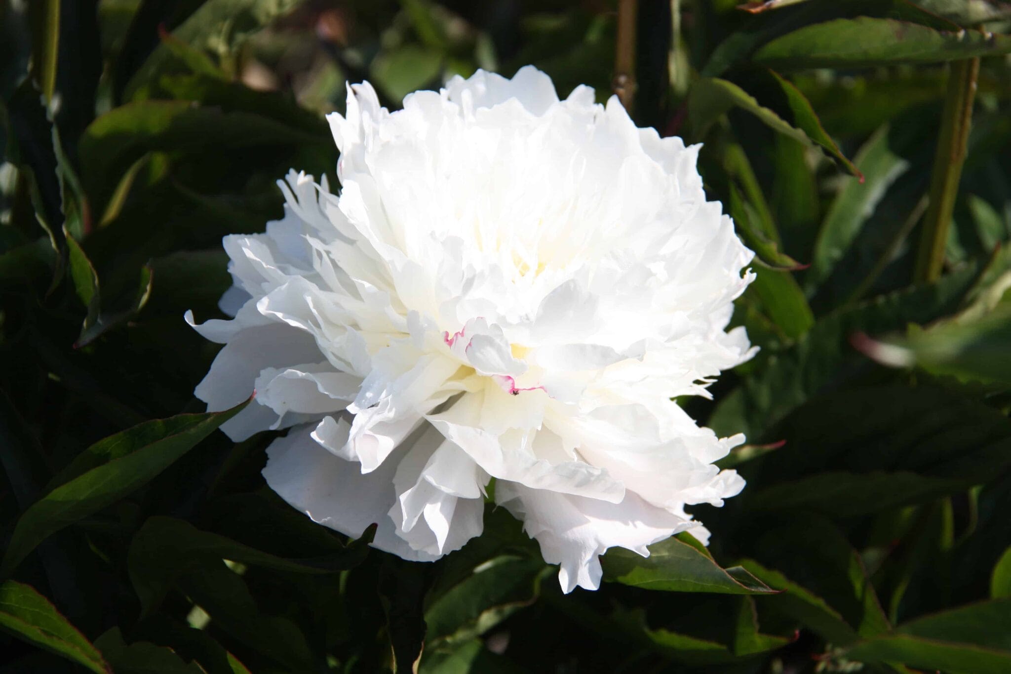 Paeonia Shirley Temple