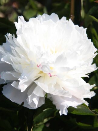 Paeonia Shirley Temple