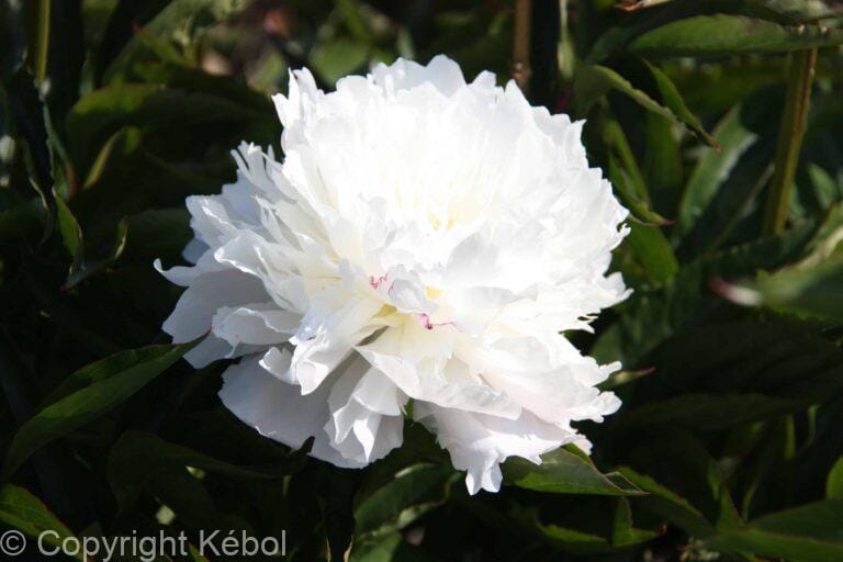 Paeonia Shirley Temple