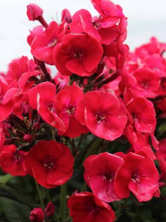 Phlox Paniculata Red
