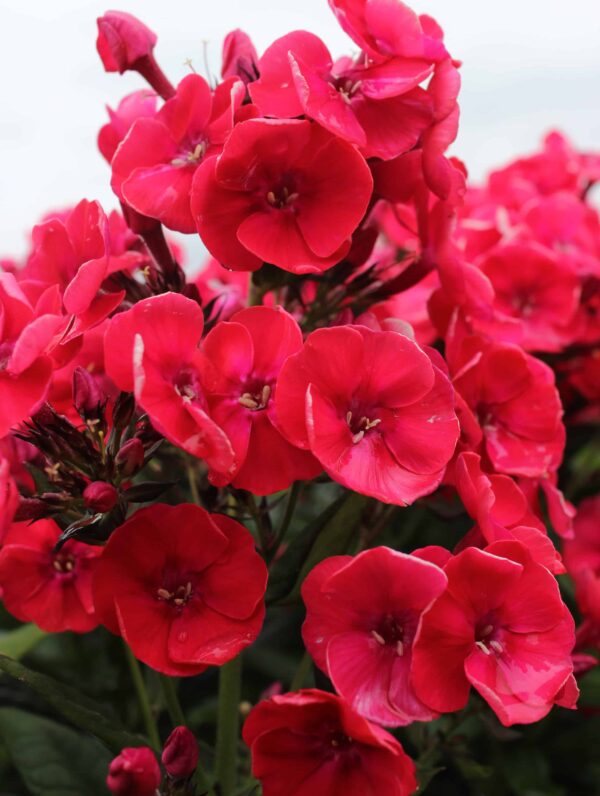 Phlox Paniculata Red