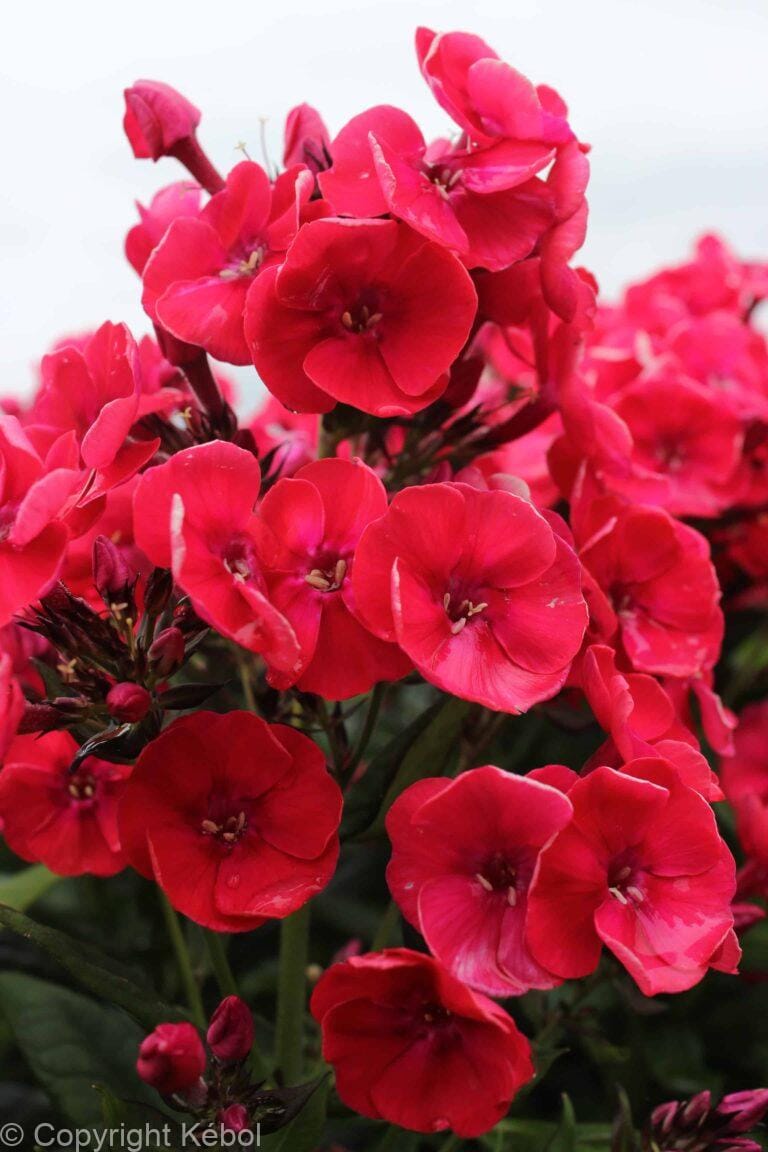 Phlox Paniculata rood