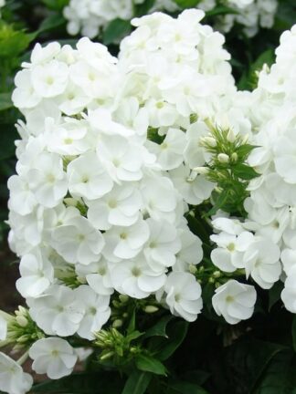 Phlox Paniculata White