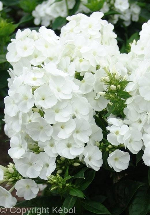 Phlox Paniculata wit