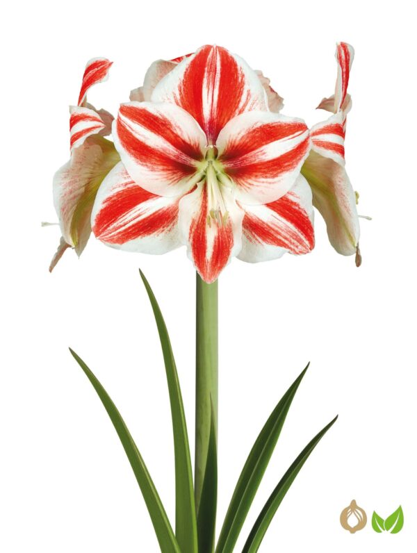 Amaryllis Superstar