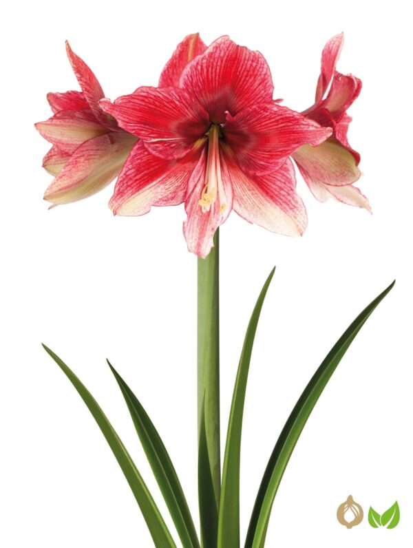 Amaryllis Tosca