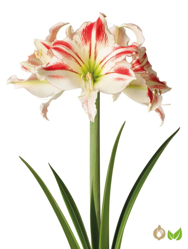 Amaryllis Amorice