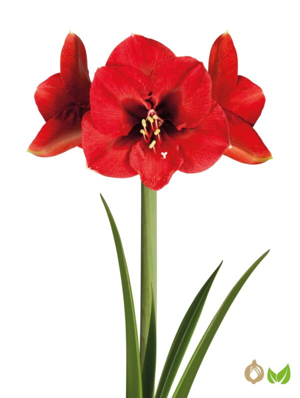 Amaryllis Ferrari