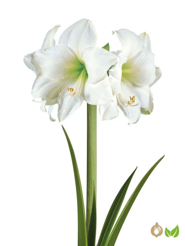 Amaryllis Intokazi