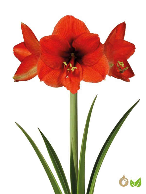 Amaryllis Souvereign