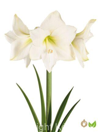 Amaryllis Christmas Gift