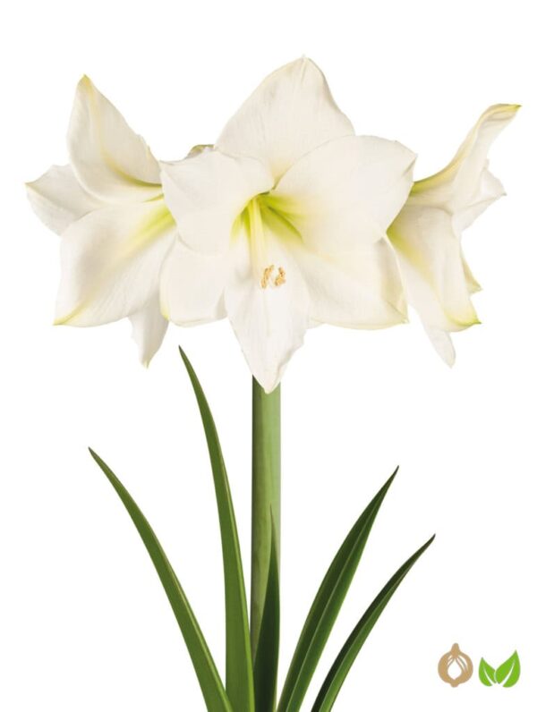 Amaryllis Christmas gift