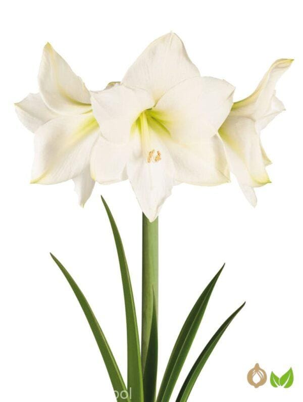 Amaryllis Christmas Gift
