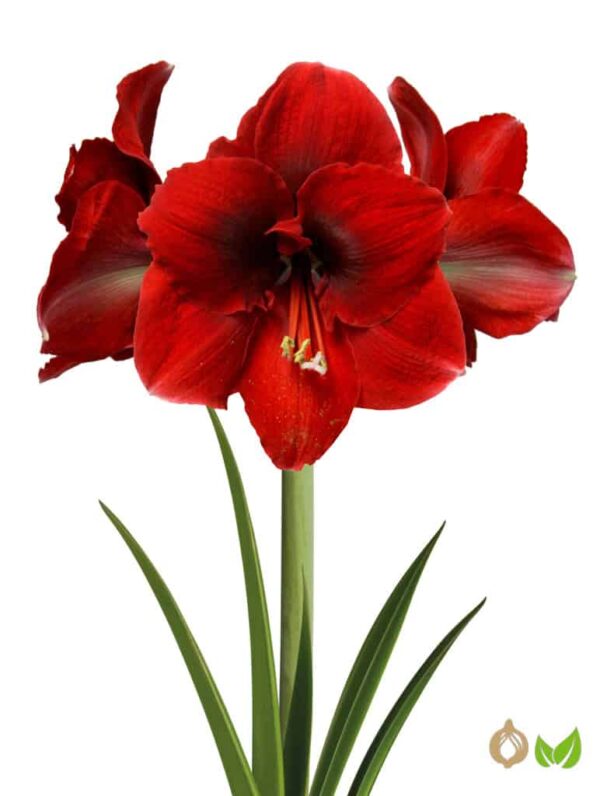 Amaryllis Amorita Danu