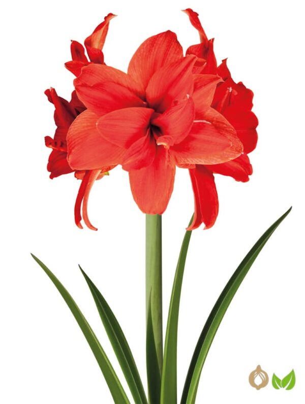 Amaryllis Double Red