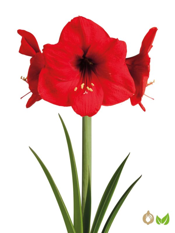 Amaryllis Red Lion