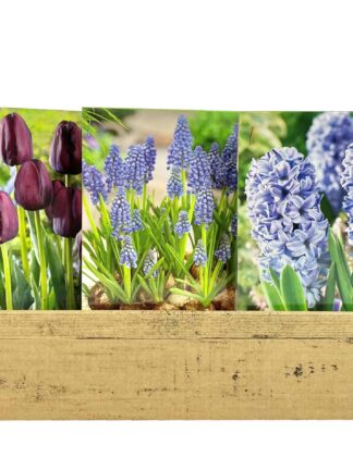 Economy Display box Blue