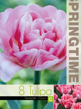 Tulipa Foxtrot - RB