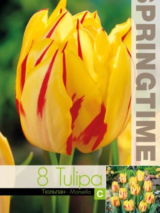 Tulipa Monsella - RB