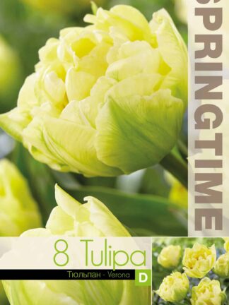 Tulipa Verona - RB