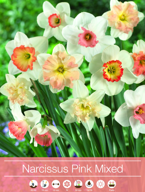 Narcissus Pink Mixed