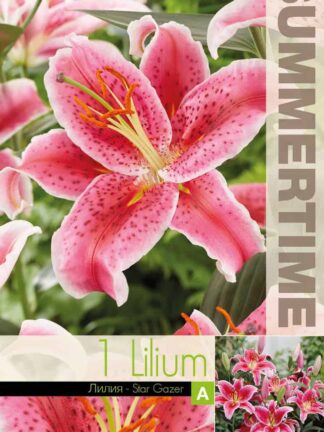 Lilium Star Gazer