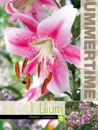 Lilium Anastasia