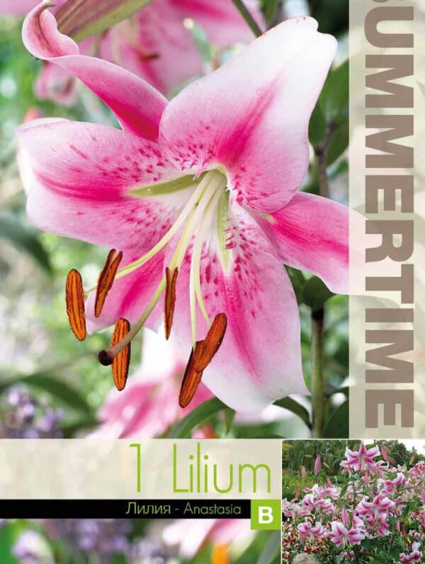 Lilium Anastasia