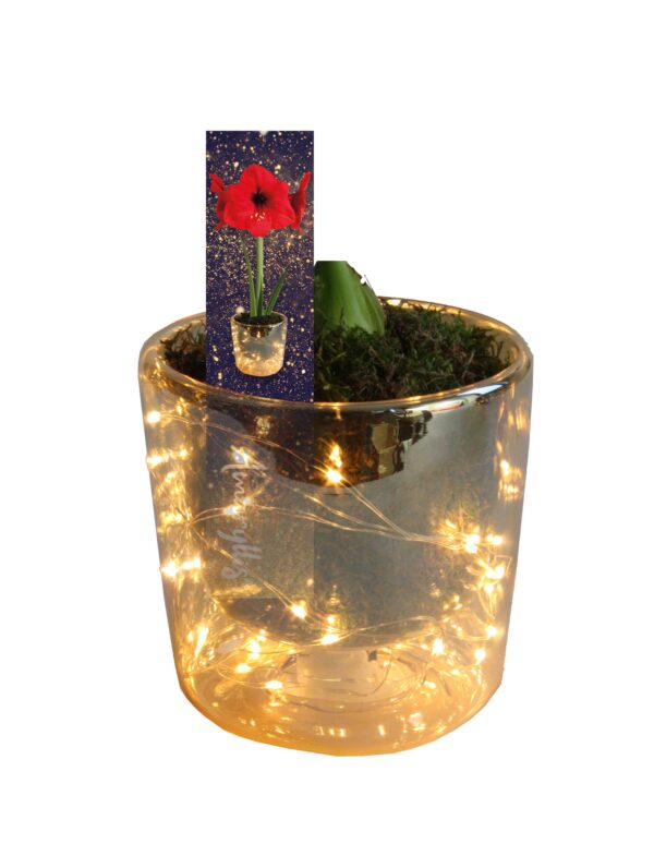Amaryllis in led-vase (visible stem)