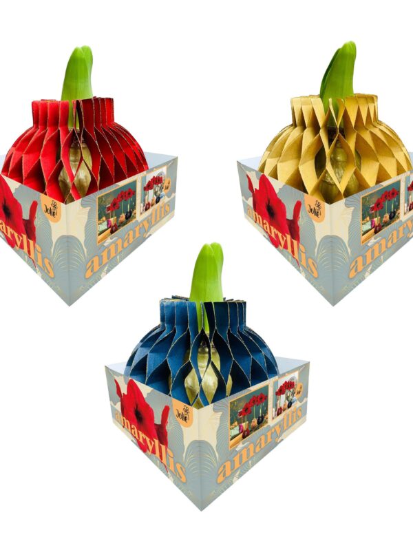 Amaryllis Jolie mix (2x3/1x2), with visible stem