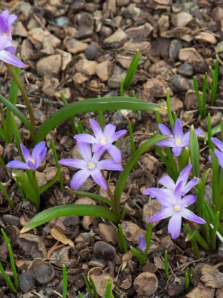 Chionodoxa Violet Beauty