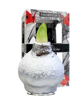 ToW Snow silver