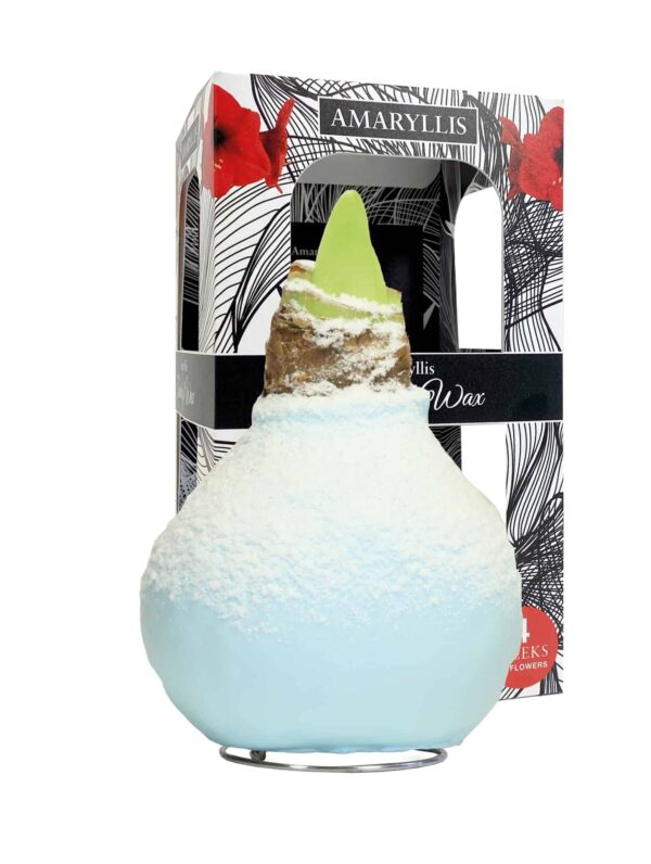 ToW Snow blue