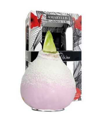 ToW Snow pink