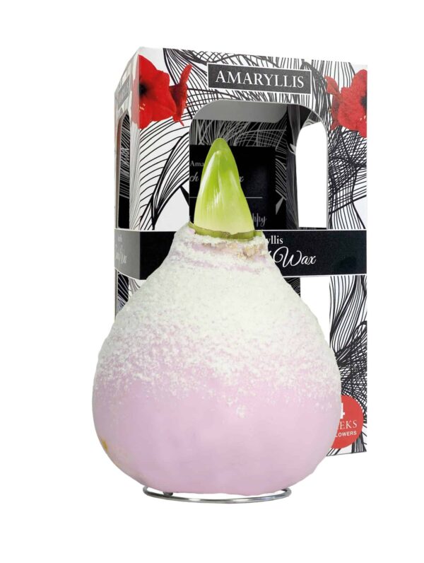 ToW Snow pink