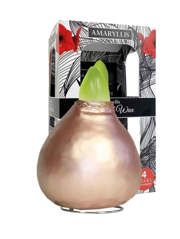 ToW Celebration pearl rosé-gold
