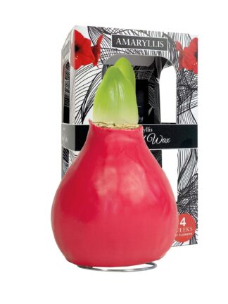 ToW Gloss raspberry red