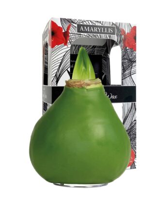 ToW Gloss olive