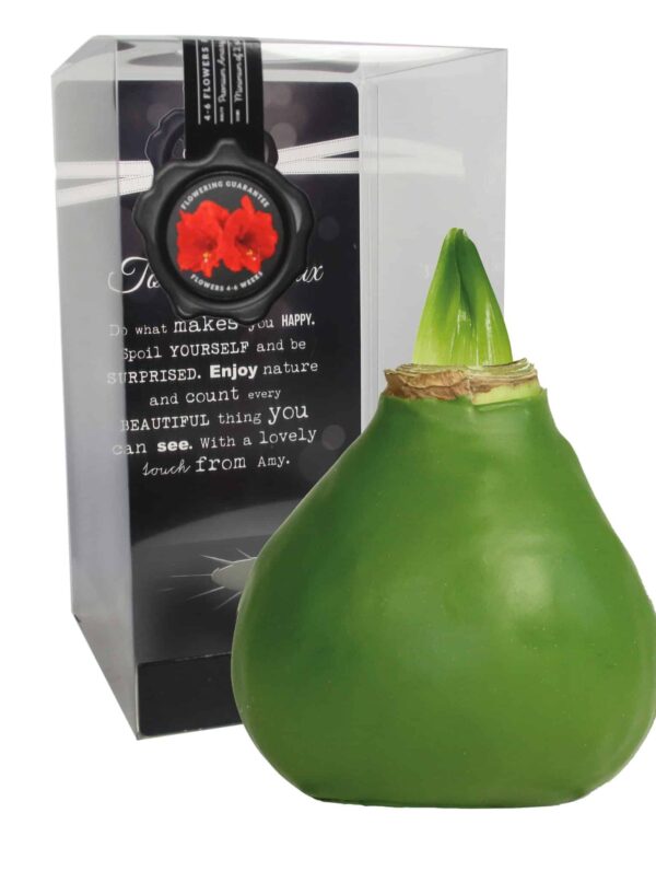 ToW Gloss olive