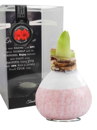 ToW Lace pink