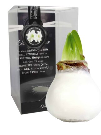 ToW Gloss white