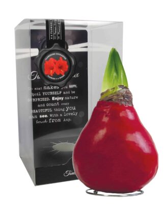 ToW Gloss X-mas red