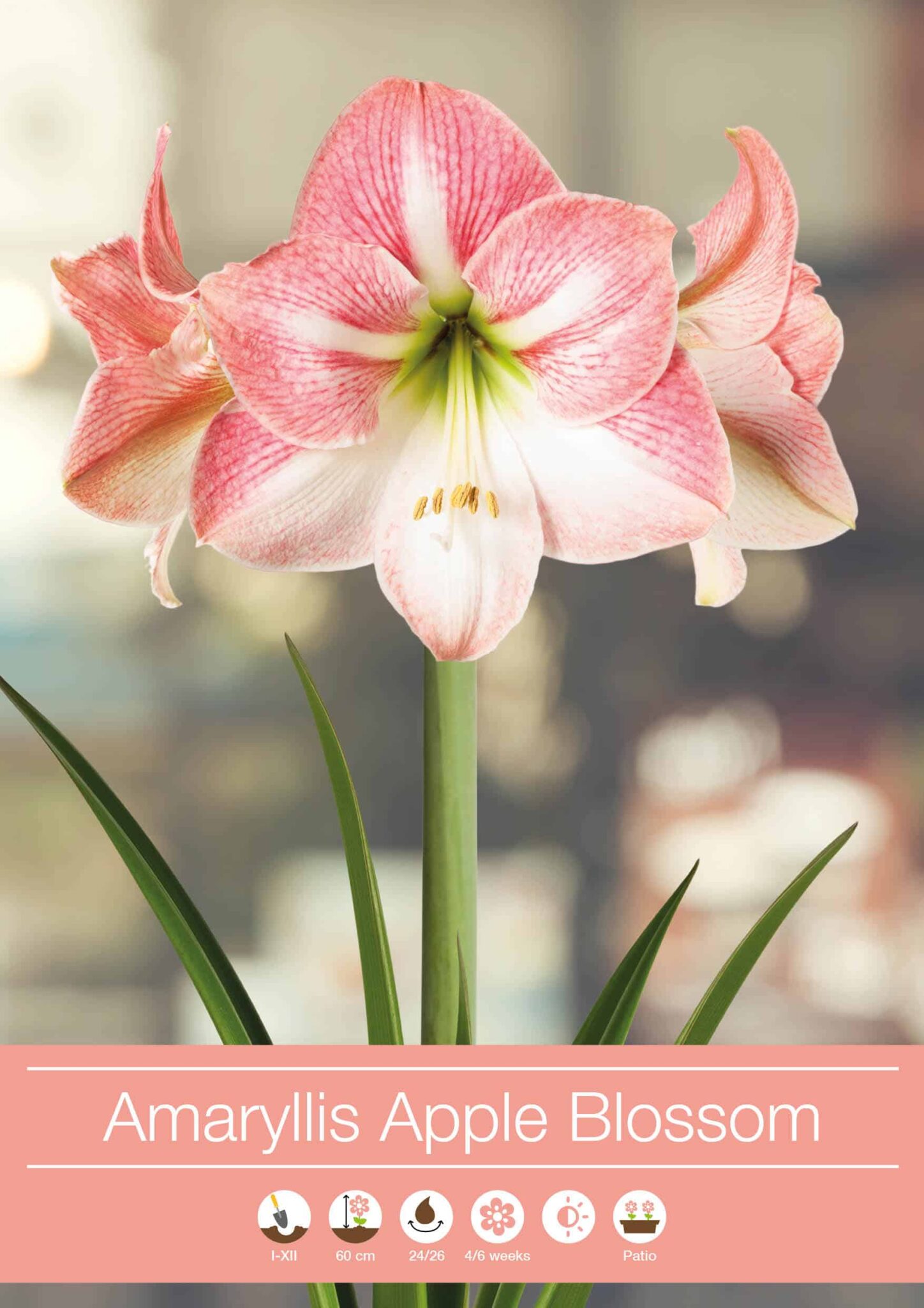 Amaryllis Apple Blossom