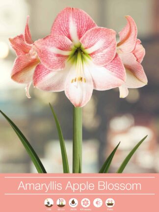 Amaryllis Apple Blossom