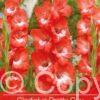 Gladiolus Pretty Guy
