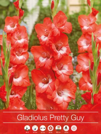 Gladiolus Pretty Guy