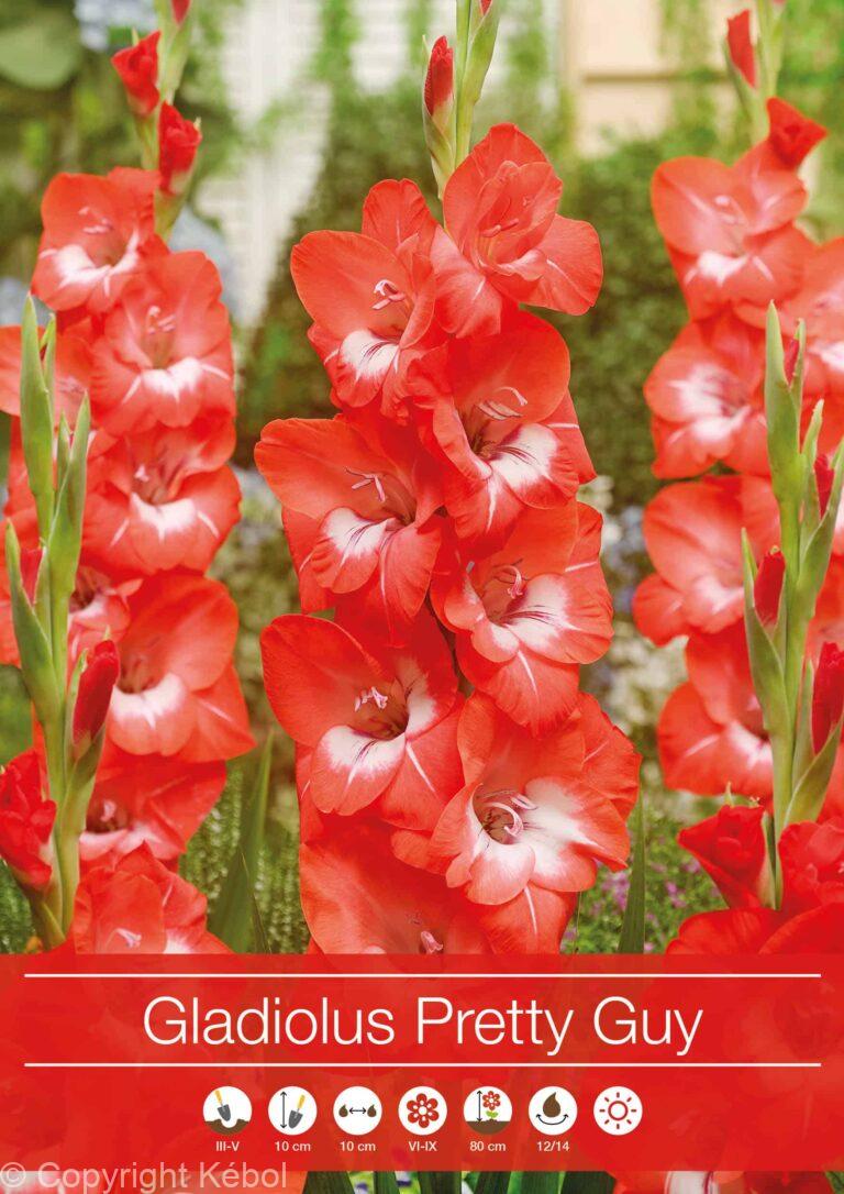 Gladiolus Pretty Guy